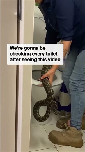 Snake catcher removes slippery python from family’s toilet