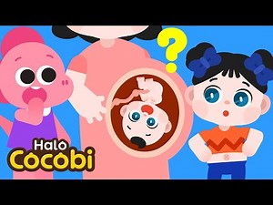 Kenapa Kita Punya Pusar? | Lagu Pusar Besarku | Kids Songs | Halo Cocobi