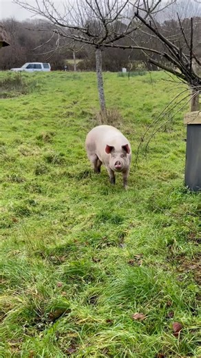 A little look back at one of our cheeky pigs enjoying an unscheduled wander around the farm… 🐖 Happy National Pig Day! #nationalpigday | River Cottage