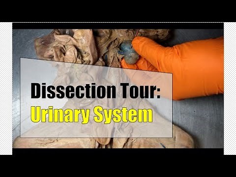 Dissection Tour: Urinary System