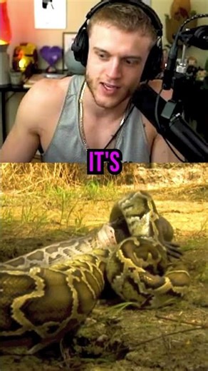 Joe Bartolozzi CAN'T BELIEVE This Snake Ate An Alligator! 🐍🐊