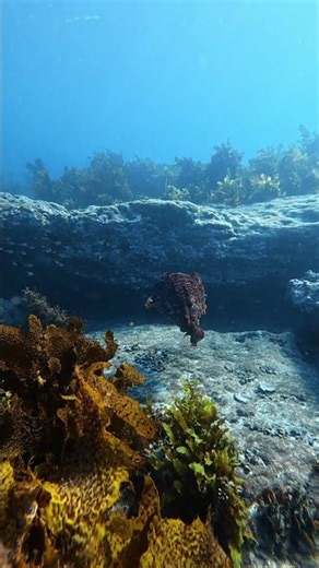 Cuttlefish Charges at Diver's Camera || ViralHog