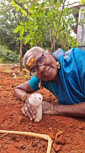 1.2M views · 12K reactions | Mushroom Fry Recipe | Country Food Cooking | Facebook