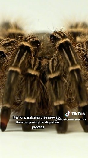 2K views · 33 reactions | Houston Museum of Natural Science on Reels | Facebook