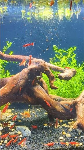 Does Warm Water ACTUALLY Make Shrimp Breed Faster?