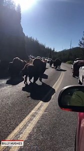 These bison took over the road at Yellowstone National Park. | The National Desk - TND