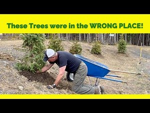 TRANSPLANTING ARBORVITAE | Hillside Plantings