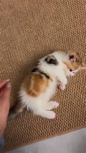 kitten so cute 🥰❤️ #CatCareCoach #cathealth #felinehealth #shortsvideo #funnycats #catvideos