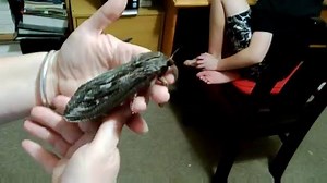 Giant Moth Via: www.viralhog.com @ViralHog www.facebook.com/viralhog Contact use@viralhog.com to use or license this video | Veterinaria