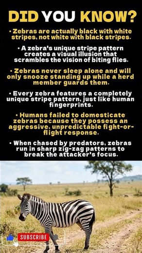 Shocking Zebra Facts You Never Knew! 🦓🌾