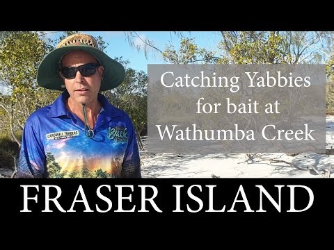 Catching Yabbies for Bait at Wathumba Creek on Fraser Island | Fraser Fishing | All About Fraser