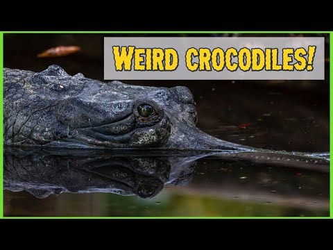 The Weirdest of All Crocodilians: The Indian Gharial