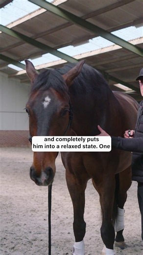 ✨ *NEW* TRT Tension Release Spray ✨ At TRT, we believe in helping horses feel better in their own bodies. And while groundwork will always be the foundation — sometimes your horse needs just a little more support. That’s why we’re introducing something new! The TRT Tension Release Spray! This 100% natural spray is designed to support relaxation and help your horse release his tension, made with a calming blend of Lavender, Rose, Peppermint oil, and other plant-based igredients. 🌿 Perfect for be