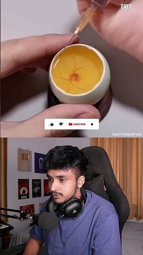 How a Chick is Born from an Egg 🐣