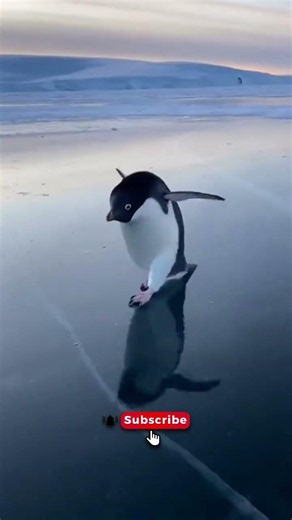 Penguin Slips on Ice, Gets Back Up Like a Pro! 🐧❄️
