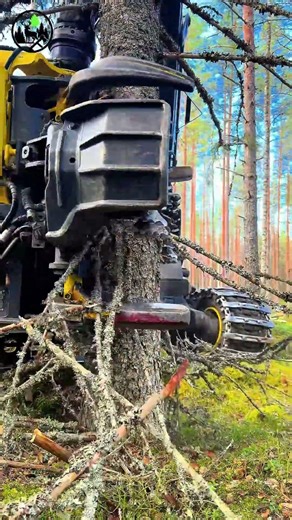 Protecting forests is everyone's responsibility.#forestry#asmr#forestasmr#harvester#winterforest