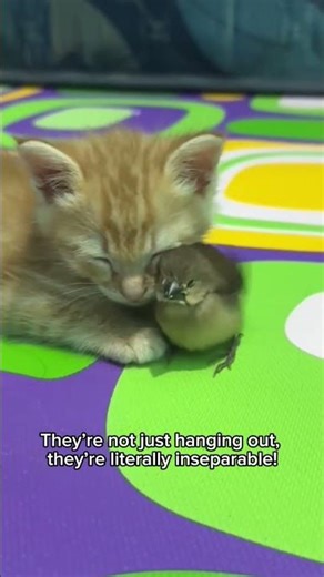 Wait... Is that a BIRD on a CAT?! 😱 #shorts #dailyrandom #amazing