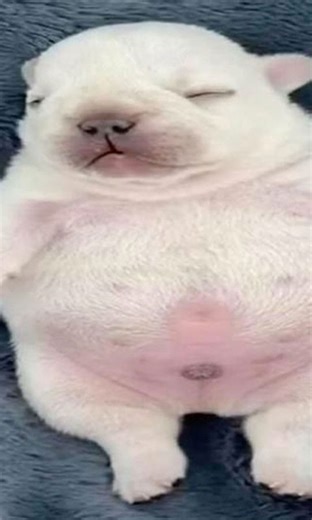 4K views · 16 reactions | People thought that Pibble, the cute Frenchie puppy, passed away this week. Why? | Know Your Meme | Facebook