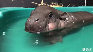 6.1M views · 196K reactions | Hip Hip Hooray, it’s #NationalHippoDay! Here’s a look at Penelope over the last six months 鍊  #BabyPygmyDiaries | The Toronto Zoo | Facebook