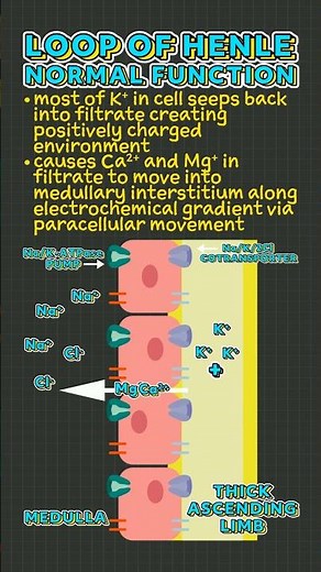 Loop of Henle Facts!