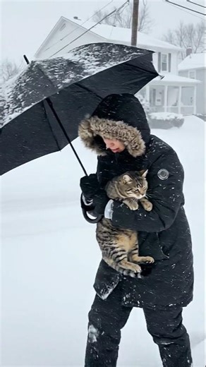 From Winter Storm to Warmth ❄️➡️🔥 #cat #wildlife #adoptcat #catsworld