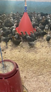 86K views · 782 reactions | https://maps.google.com/?q=36.763927,10.011826 ب6دينار عمر شهر ماخذ 4تلاقيح 21696080967 المرناقية | تربية الدواجن والفلوس و بيع فقاسات pto | Facebook