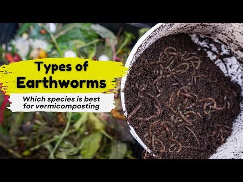 Types of Earthworms Used for Composting | Natural Farming and Composting | Give Me Trees Trust