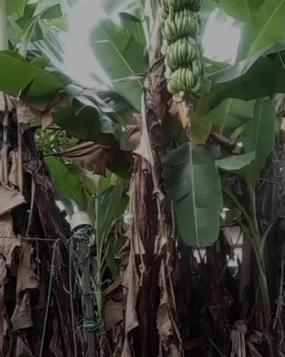 Understanding Business Identity through Beatboxing