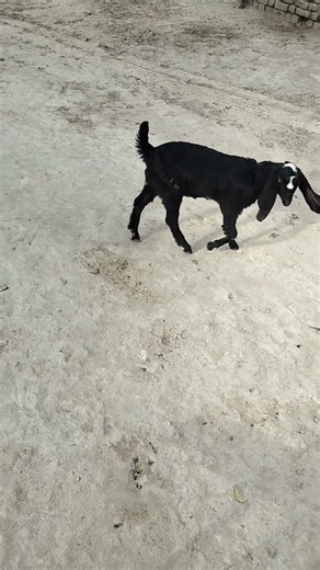 Beetal bakri top quality ki #subscribe #beetalgoat #sriganganagar