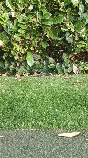 #raton #mouse #ratormouse #mickey #mickeymouse