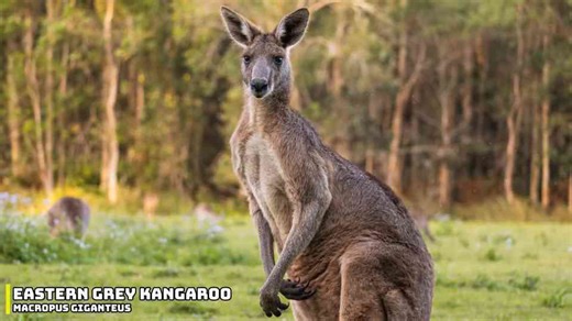 Ranking the continents by the animals that can outrun death on land