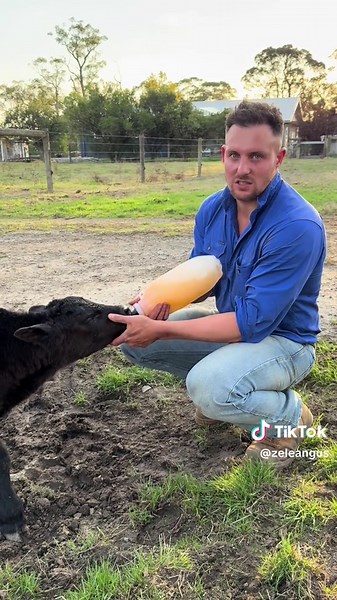 Caring for Our Sick Calf: Vet Update and Naming