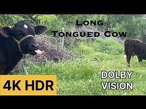 5 Minutes With Cows | Relaxing Nature Sounds | ASMR Farm Life 4K HDR