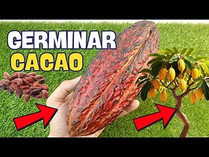 🍫 How to Germinate Cocoa Seeds Step by Step. 🍫 Grow Cocoa at Home to Produce Chocolate