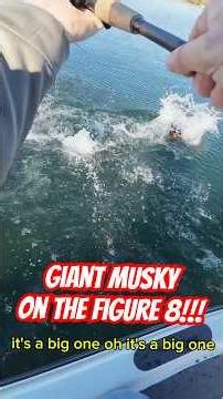 Ultra Clear Water Musky On Figure 8!! #musky #muskyfishing #muskie #muskiefishing #muskyfollow