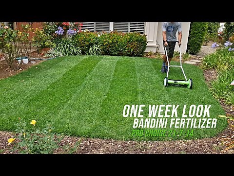 One week update Bandini Pro Choice Lawn Fertilizer 21-7-14