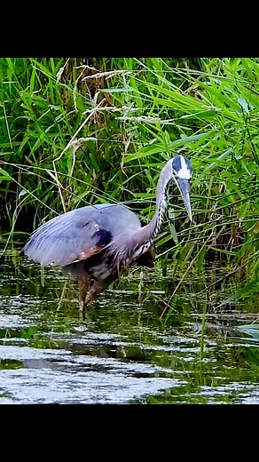 82K views · 1.6K reactions | #birdsofafeatherflocktogether #birds #birdsplanet #birdsofinstagram #birdsofafeather #birdsofinsta #birdslife #birdsarealifetime #birdsmagazine #birdsetfree #birdstagram #birdsofprey #birdsphotography #birdslovers #birdsinflight #birdslover #birdselite #birdsofig #birdseye #birdsong #birdseyeview #birdsview #bird #birdsofindia #birdspotting #birdsanctuary #birdsnest #birdsofparadise #birdsofsouthafrica #birdskulltattooHunting | Watch bird | Facebook