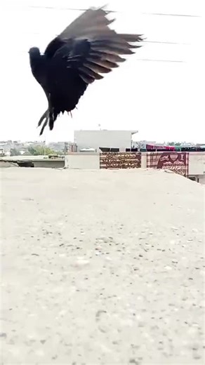 حرب طيور العراق: الموسم الثاني