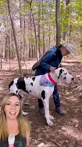 3.5M views · 435K reactions | An elderly couple’s serendipitous encounter with a dog on a hike ended up being so much more meaningful than any of them could have imagined. ❤️ See more from Kernel, Alyssa, and “Pack Grandma” hby searching "Kernel the Great Dane" on Facebook  Or, find them on IG: kernelthegreatdane And TikTok: kernelthegreat #bostontiktok #boston #greatdane #hikingwithdogs #dog #goodnews #happystories | That Good News Girl | Facebook