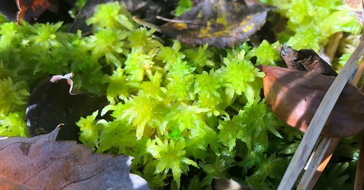 Storing Carrots For Winter