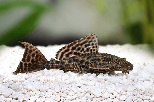 Why Did My Pleco Die? (With 7 Prevention Tips) – Pet Fish Online