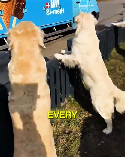 Heartwarming Ice Cream Truck Routine🍦