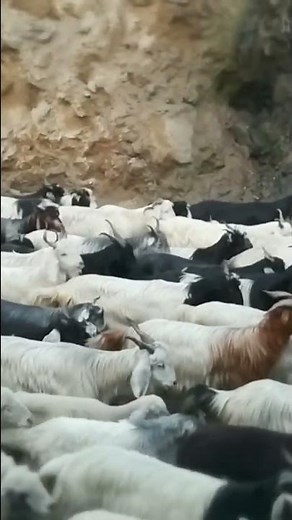 Top Viral Sheep Video || Sheep and Goat videos Baa Baa Black Sheep|| BAR acht an affsut👌👌#trending
