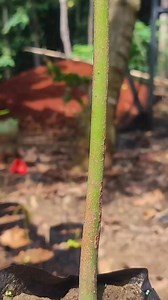 52K views · 256 reactions | Mango tree grafting tips #gardening101 | GraftingPlants | Facebook