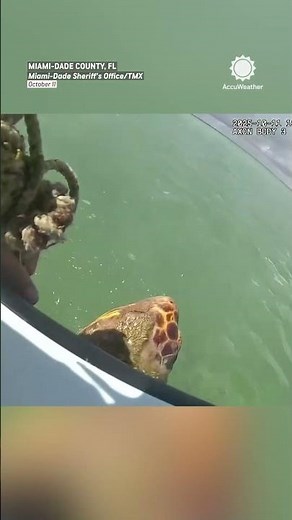 Sea Turtle Rescued From Crab Trap in Florida
