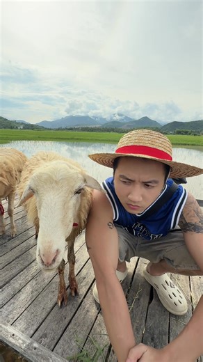 Lạc vào Thế giới Cừu 🐑@Bach My #hmchannel
