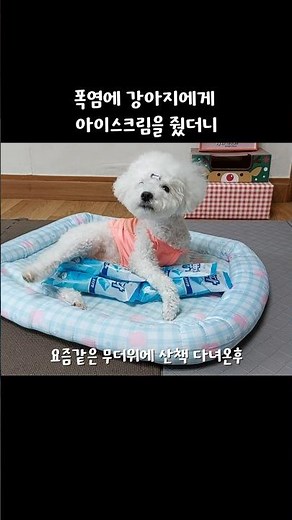 강아지가 시원하게 여름 나는 방법 꿀팁