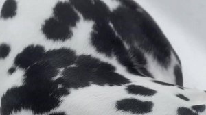 6.5K views · 101 reactions | Hast du ein verdächtiges Muttermal? Kontrolliere es nach der ABCDE-Methode und zeige es bei Auffälligkeiten deinem Dermatologen. Nutze ab jetzt bis zum 31. Mai auch den kostenlosen Muttermalcheck von La Roche-Posay (myskincheck.ch/de/home): Muttermal fotografieren, hochladen und von renommierten Schweizer Dermatologen überprüfen lassen. Denk daran: 90% von frühzeitig erkanntem Hautkrebs kann geheilt werden. | Helsana | Facebook