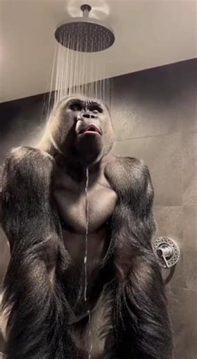 🚿[초특급 라이브] 욕실에서 샤워하며 오페라 열창하는 고릴라 포착 - The World's Strongest Tenor! Gorilla 🦍