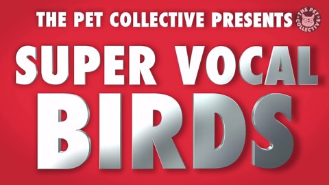 Super Vocal Birds